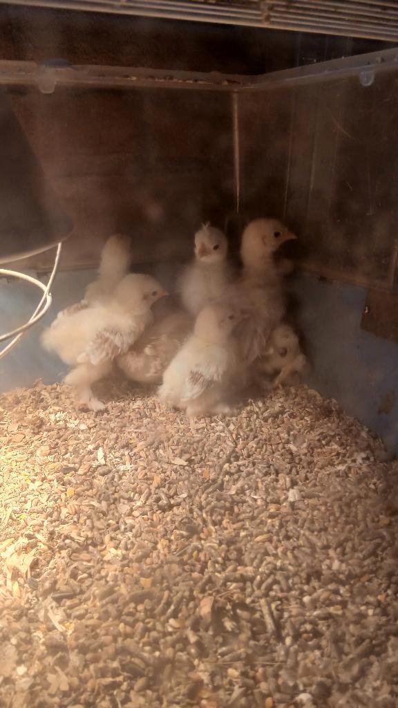 Prachtige kuikentjes, Dieren en Toebehoren, Pluimvee, Kip, Geslacht onbekend