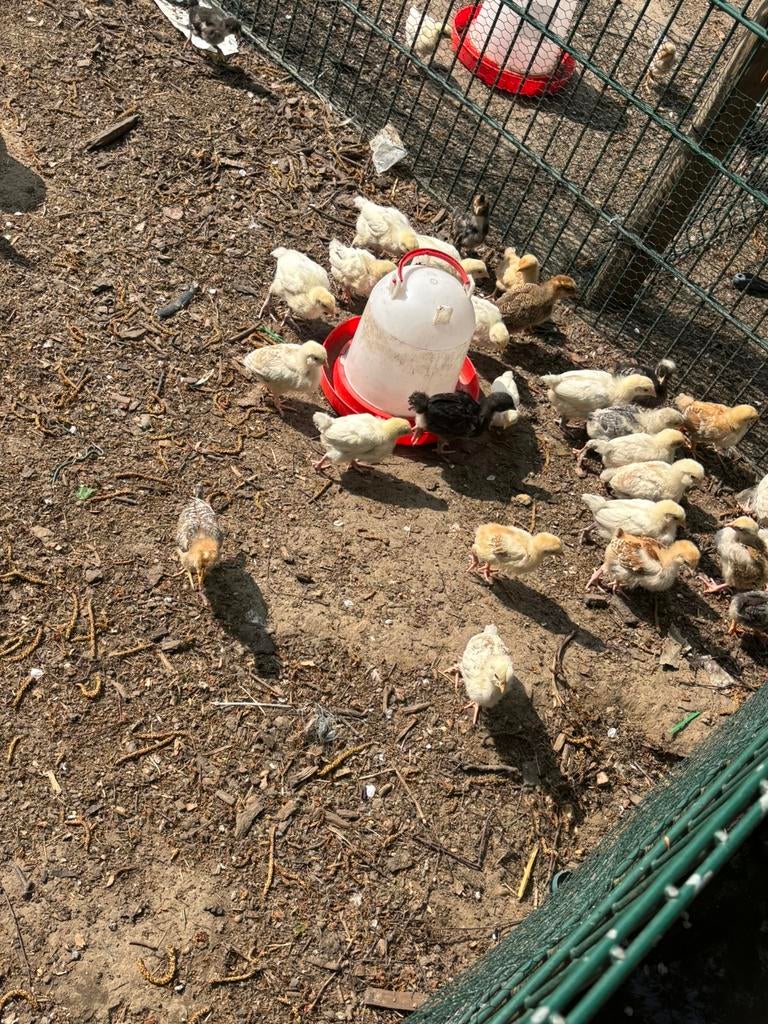 Kuikens te koop, Dieren en Toebehoren, Meerdere dieren, Kip