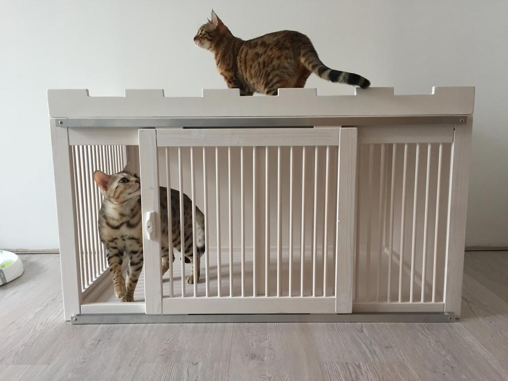 Kittenkooi/werpkist, kittenren en warmtemat te huur, Ophalen of Verzenden