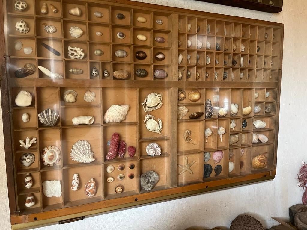 Originele letterbak met diverse schelpen en zeedieren, Ophalen of Verzenden, Gebruikt