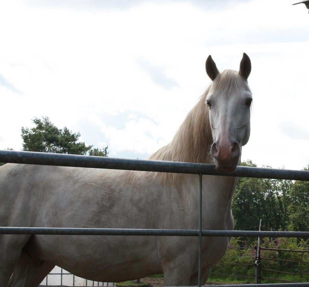 Lieve Spaanse ruin 14 jaar, Dieren en Toebehoren, Paarden, Ruin, Minder dan 160 cm, Recreatiepaard, 11 jaar of ouder