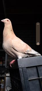 Doffer, Mannelijk, Postduif