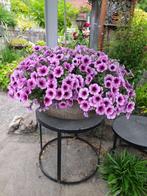 Meerdere stuks plantenbakken en bloembakken, maak u keuze?, Ophalen, Kunststof, Minder dan 25 cm, Minder dan 40 cm