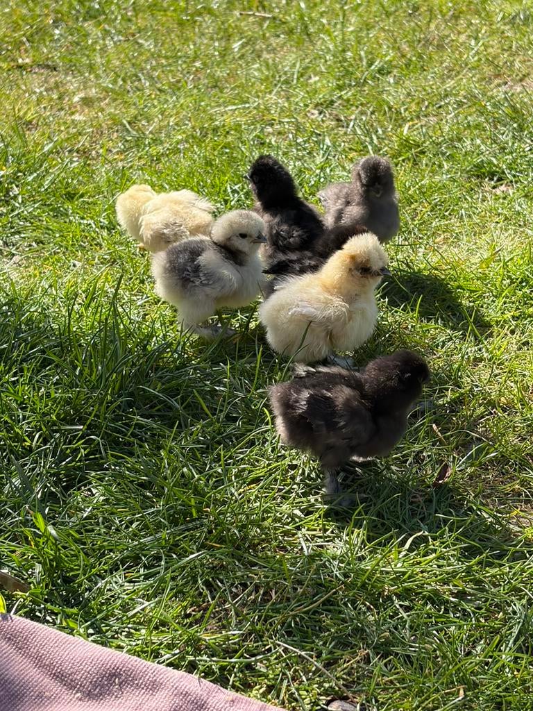 Handtamme zijdehoender kriel kuikens, Geslacht onbekend, Kip