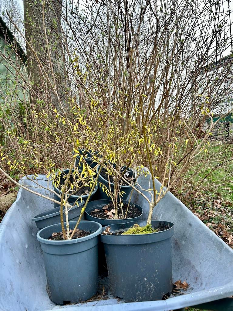 Forsythia planten - Vroege bloeier, mooie volle planten, Tuin en Terras, Volle zon, Vaste plant, Lente, Ophalen