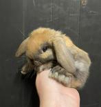 Raszuivere Nederlandse hangoordwergen, Dieren en Toebehoren, Konijnen, Meerdere dieren, Dwerg, Hangoor, 0 tot 2 jaar