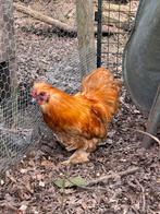 Gratis af te halen 2 hanen, Dieren en Toebehoren, Mannelijk, Kip