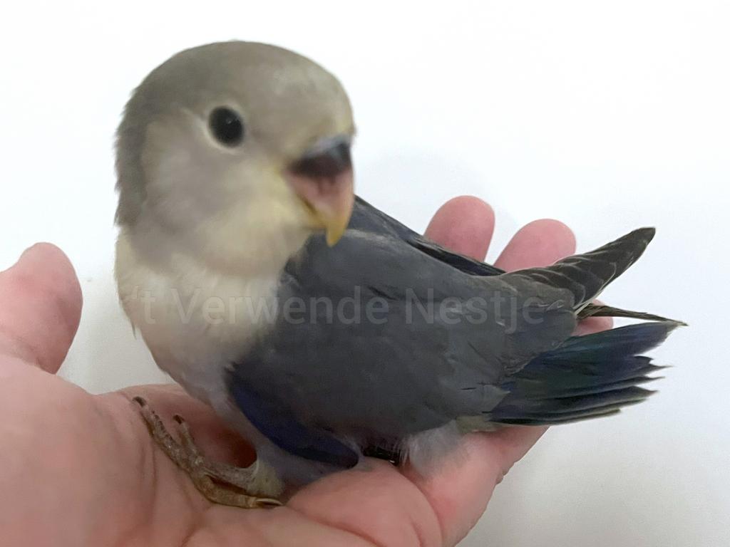 Tam ziektevrij getest Agapornis Roseicollis mannetje, Mannelijk, Dwergpapegaai of Agapornis, Geringd