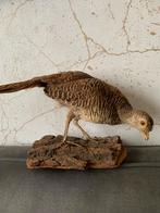 Opgezette fazant, vrouwtje van de rode goudfazant taxidermie, Ophalen of Verzenden, Zo goed als nieuw, Vogel, Opgezet dier