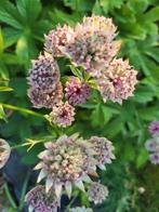 Zaden Astrantia roze ( Zeeuws knoopje), Verzenden, Volle zon