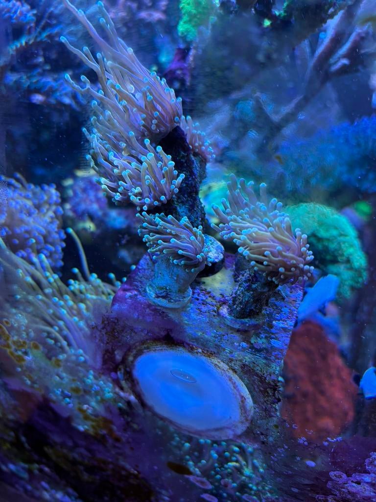 Dragon soul torch stekjes zeeaquarium, Dieren en Toebehoren, Overige typen, Zoutwatervis