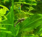 Jonge borstelneus algen eters, Vis