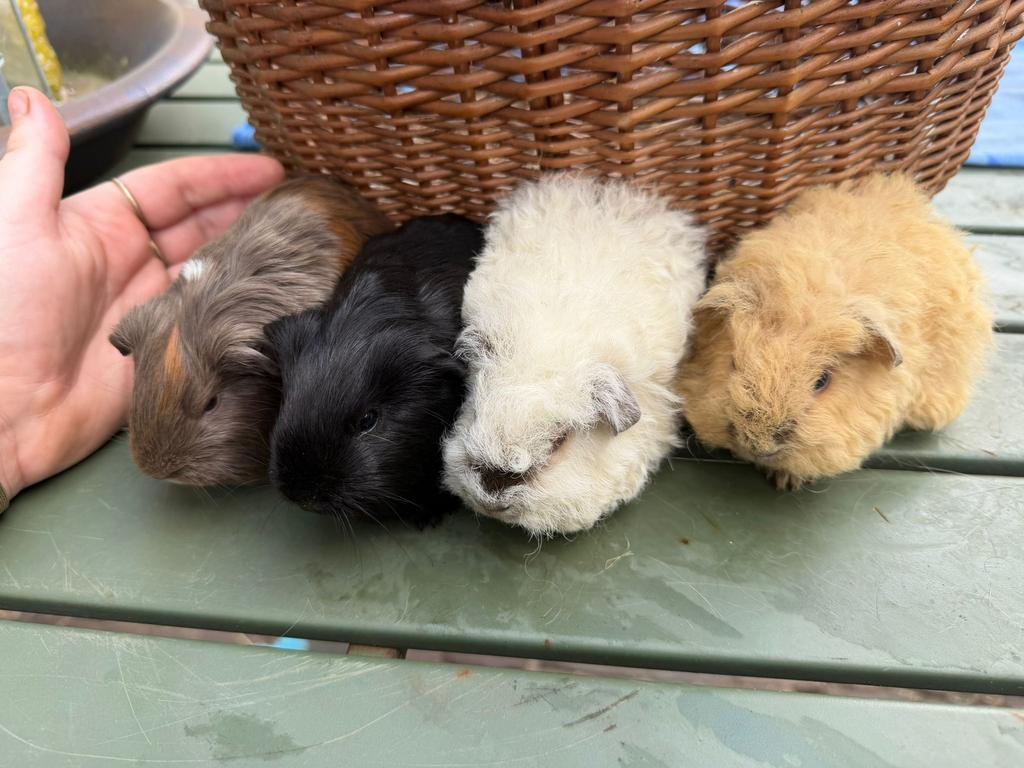 Jonge cavia’s langharig sheltie tessel california, Dieren en Toebehoren, Meerdere dieren, Tam, Maart, Cavia