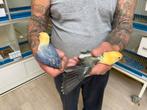 3 jongen fischeri opaline violet yellow face agapornis, Dieren en Toebehoren, Vogels | Parkieten en Papegaaien, Meerdere dieren