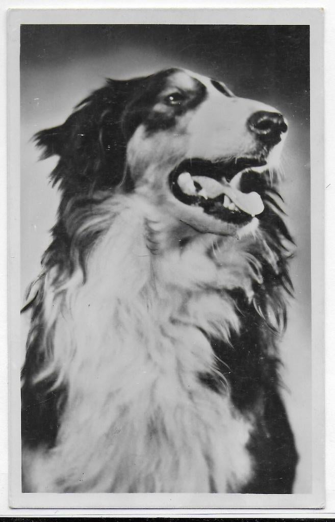 ollie ( Hond ) oude ongelopen Ansichtkaart ( B3092), Ophalen of Verzenden, 1960 tot 1980, Gelopen, Overige thema's