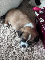 Boomer pups te koop, Overige rassen, 8 tot 15 weken, Meerdere, Meerdere dieren