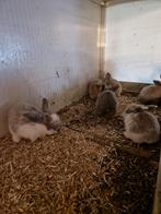Lieve jonge konijntjes te koop meerdere kleuren., Dieren en Toebehoren, Konijnen, Meerdere dieren, Klein, Hangoor, 0 tot 2 jaar