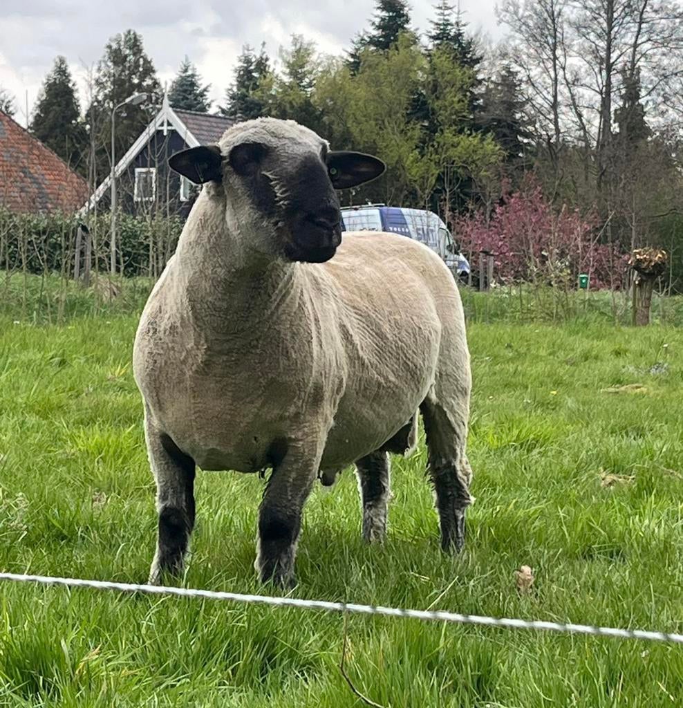 Hampshire down stamboek ram, Dieren en Toebehoren, Mannelijk, Schaap, 0 tot 2 jaar