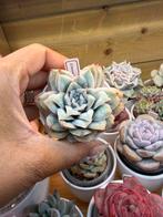 Echeveria Seer Sucker - Prachtige Succulent, Huis en Inrichting, Ophalen of Verzenden, Halfschaduw, Minder dan 100 cm