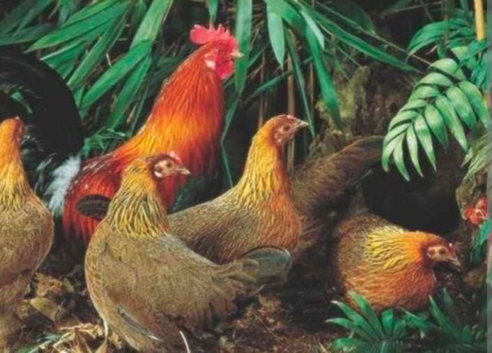 Junglefowl. Bankivahoen., Meerdere dieren, Kip