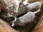 Te koop swifter ooi met twee lamm, Dieren en Toebehoren, Vrouwelijk, Schaap, 0 tot 2 jaar