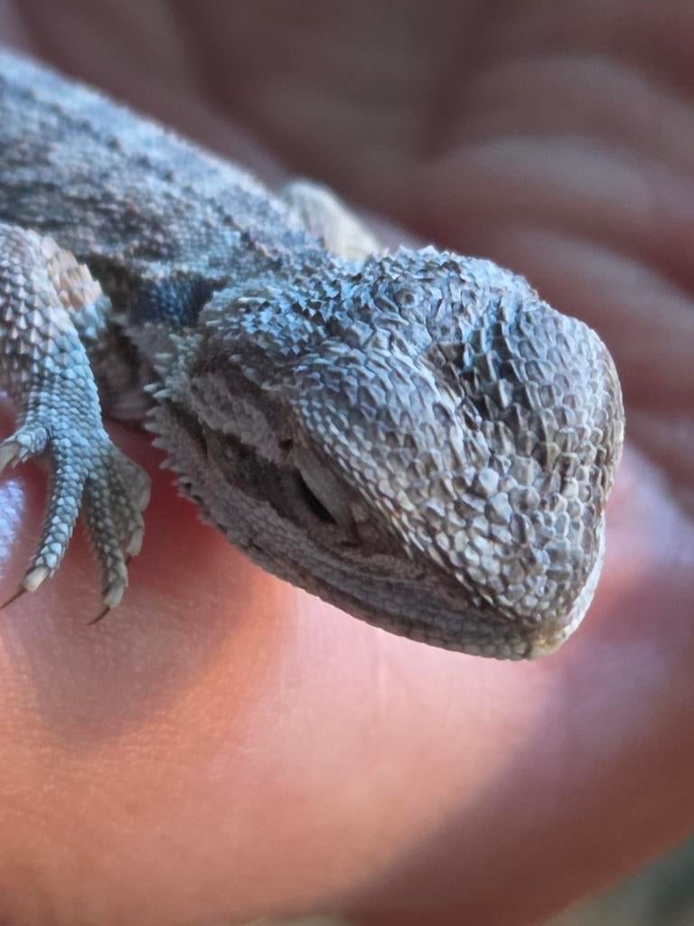 Jonge Baardagamen van 15 april 2026 te koop, Dieren en Toebehoren, Hagedis, Tam, 0 tot 2 jaar