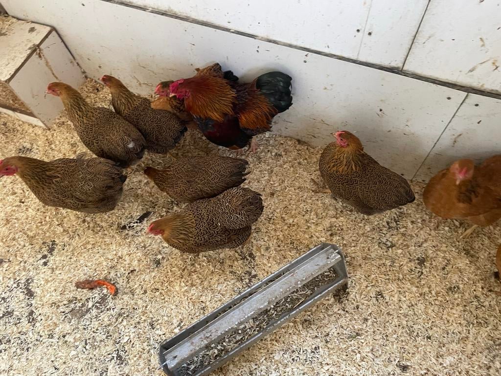 Wyandotte, Cochin, Pavlov, Sabelpoot krielen, Meerdere dieren, Kip