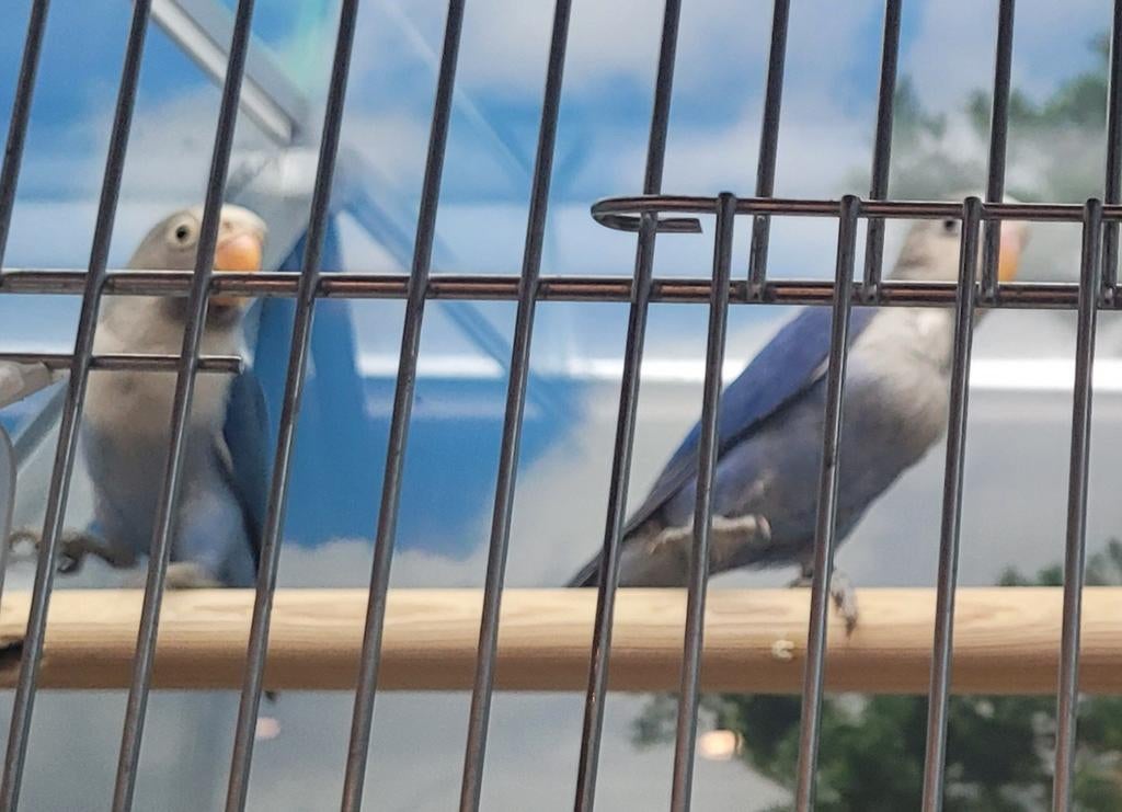 Agapornissen jong om tam te maken., Eén persoon, Overige typen