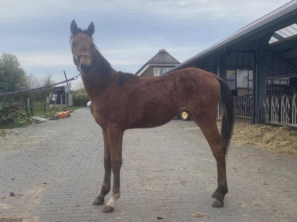Top jaarling springhengst, Dieren en Toebehoren, Paarden, Springpaard, Met stamboom, Niet van toepassing, 0 tot 2 jaar