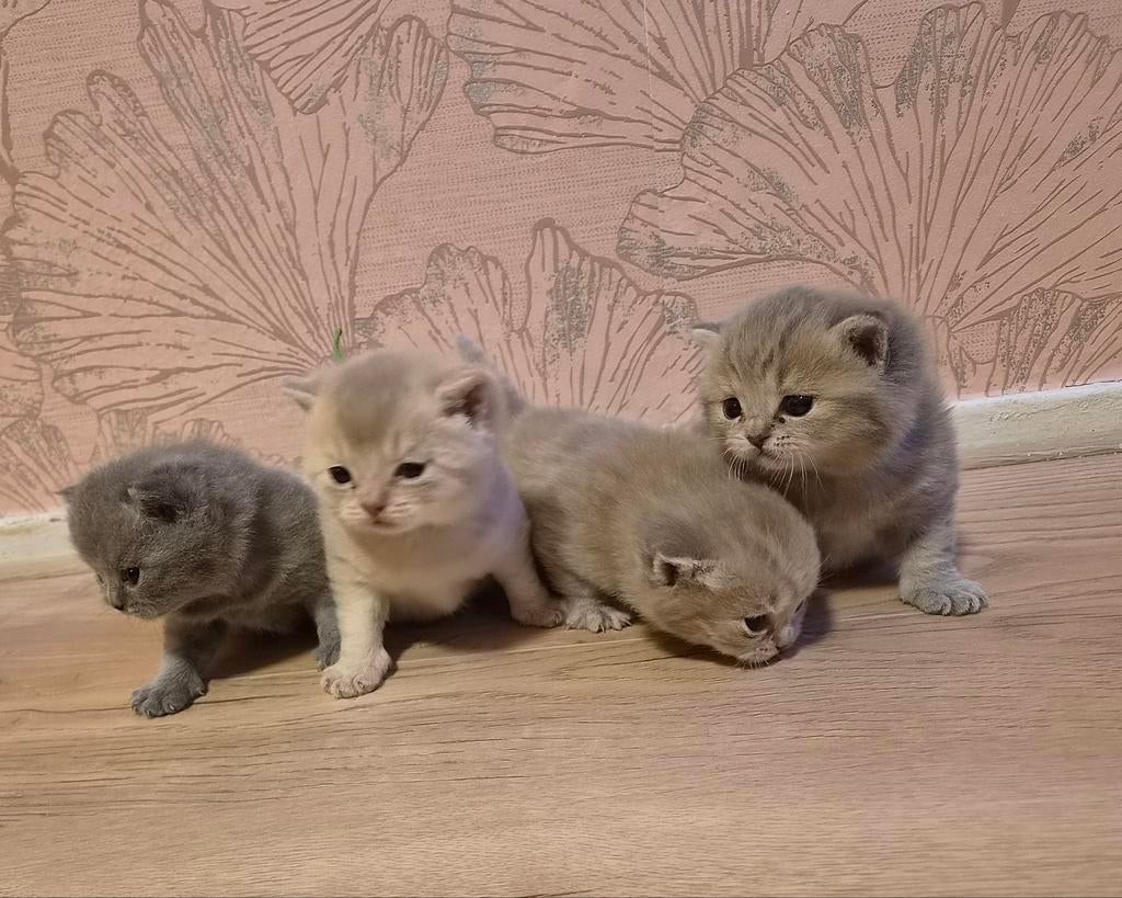 4 Britse Korthaar kittens beschikbaar 🐾, Dieren en Toebehoren, Katten en Kittens | Raskatten | Langhaar, Meerdere dieren, Ontwormd
