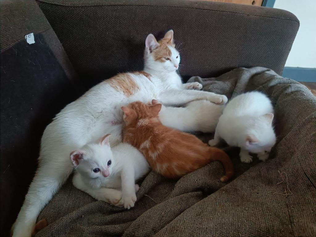4 kittens, 2 poezen (wit) 2 katers (1 rood, 1 wit), Dieren en Toebehoren, Katten en Kittens | Overige Katten, Meerdere dieren