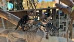 2 Prachtige bengaal kittens beschikbaar, Dieren en Toebehoren, Katten en Kittens | Overige Katten, Kater