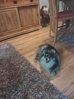 Goed thuis gezocht pomeriaan teef 7 jaar heeft aandacht nodi, 6 jaar of ouder, Overige rassen, CDV (hondenziekte), Teef