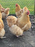 Orpington broedeieren, Dieren en Toebehoren, Pluimvee, Geslacht onbekend, Kip