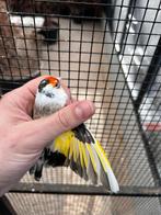 Majoor putter wildkleur bonte man 2025, Dieren en Toebehoren, Mannelijk, Parkiet