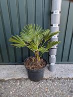 Partij van 50 stuks Trachycarpus Wagnerianus palmbomen, Tuin en Terras, Volle zon, Vaste plant, Bloeit niet, Ophalen