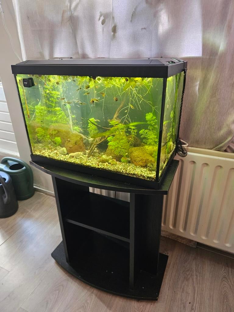 Compleet ingericht en ingedraaid aquarium met meubel, Ophalen, Zo goed als nieuw, Gevuld zoetwateraquarium