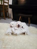 0685517951 (1600€), 8 tot 15 weken, Meerdere, Nederland, Fokker | Hobbymatig