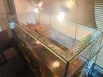 Aquarium schildpadden met alle benodigdheden 120x60x60cm, Dieren en Toebehoren, Ophalen