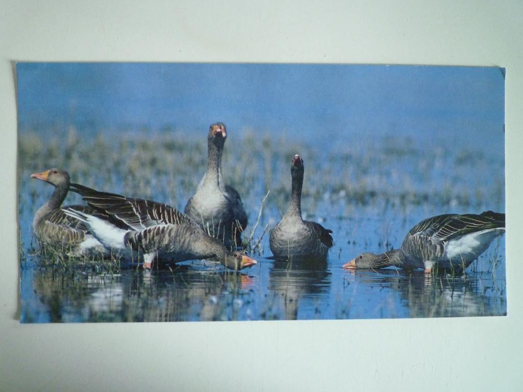 Grote kaart met gans ganzen vogels, Ophalen of Verzenden, Voor 1920, Vogel