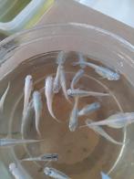 Medaka / Japanse rijstvisjes, Overige soorten