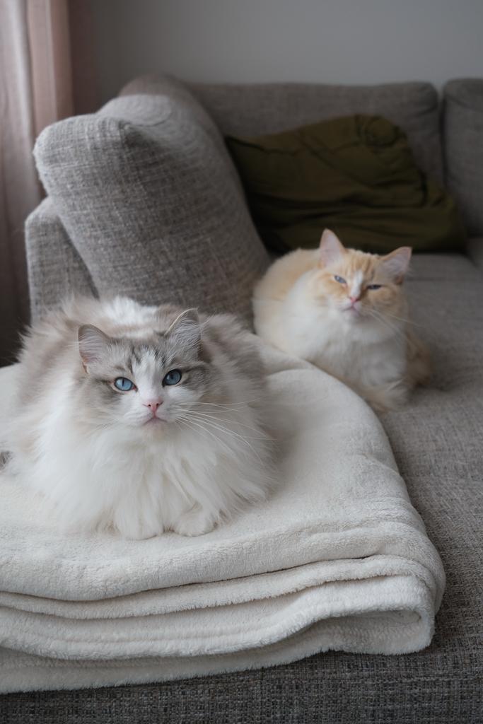 2 Ragdoll katten (broer/zus) 2023 samen, binnenkatten, Dieren en Toebehoren, Katten en Kittens | Raskatten | Langhaar, Meerdere dieren