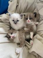 Ragdoll poesjes MOMENTEEL GEEN OPTIES MEER, Poes, Ontwormd, 0 tot 2 jaar