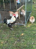 Duitse faverolles Broedeieren Zalmkleur Groote soort, Dieren en Toebehoren, Geslacht onbekend, Kip