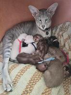 Oosterse Korthaar kittens, Meerdere dieren, Ontwormd