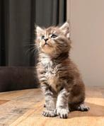 Maine coon kittens, Meerdere dieren, 0 tot 2 jaar