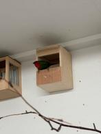 Roodkop pagegaaiamandines, Dieren en Toebehoren, Meerdere dieren, Tropenvogel, Geringd