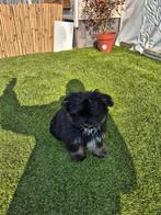 Te koop: shihtzu/keeshondje, 8 tot 15 weken, Eén hond, Nederland, Particulier