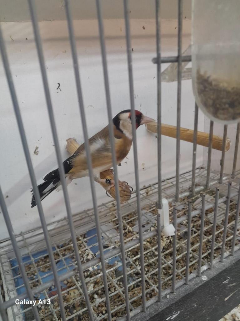 Te koop bloem putter man van 2025 100 euro, Dieren en Toebehoren, Vogels | Overige Vogels