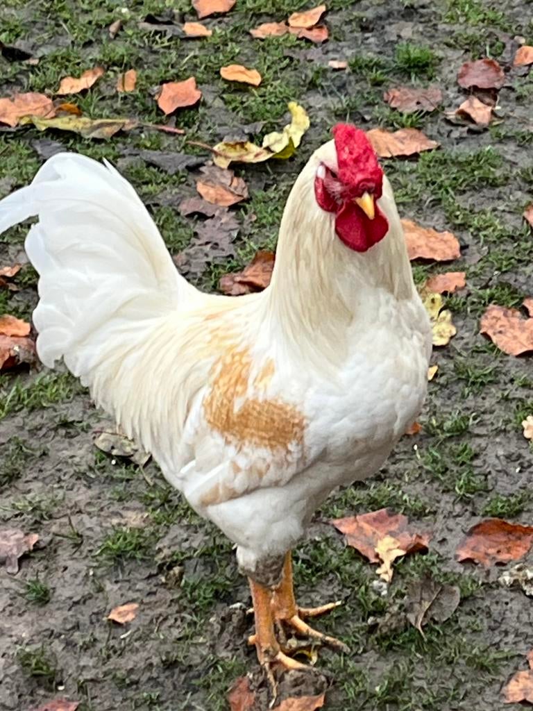 Haan, Dieren en Toebehoren, Pluimvee, Mannelijk, Kip